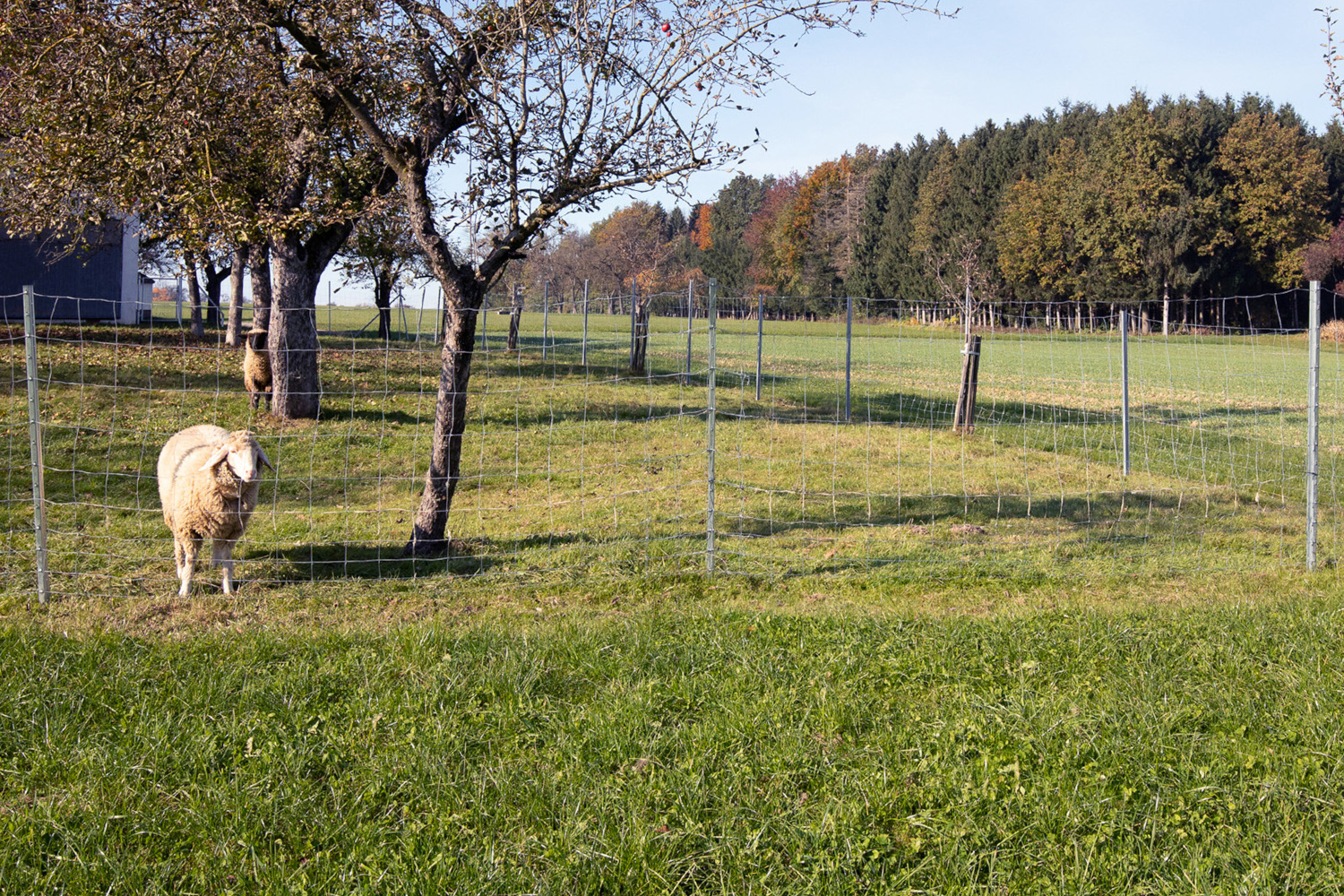 Stabiler Weidezaun aus Knotengeflecht